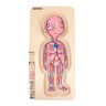 Puzzle éducatif 29 pièces en bois pour enfant - À la découverte du corps humain
