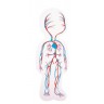 Puzzle éducatif 29 pièces en bois pour enfant - À la découverte du corps humain